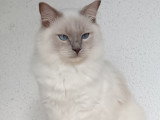Chat adulte Ragdoll à vendre