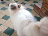 Chat adulte Ragdoll à vendre