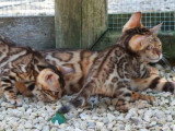 3 chatons Bengal mâles LOOF nés en février 2026 à réserver