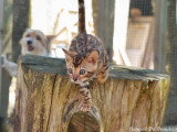 3 chatons Bengal mâles LOOF nés en février 2026 à réserver