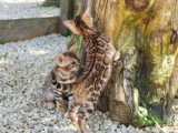 3 chatons Bengal mâles LOOF nés en février 2026 à réserver