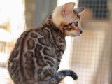 3 chatons Bengal mâles LOOF nés en février 2026 à réserver