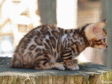 3 chatons Bengal mâles LOOF nés en février 2026 à réserver