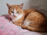 Zoey, chatte  à adopter en association