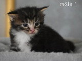 Portée de 5 chatons Maine Coon non LOOF nés en mars 2026 à réserver