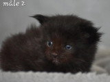 Portée de 5 chatons Maine Coon non LOOF nés en mars 2026 à réserver