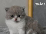 2 chatons British Shorthair mâles LOOF à réserver nés mars 2026