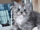 3 chatons femelles Maine Coon LOOF nées février 2026 à réserver