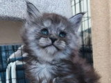 3 chatons femelles Maine Coon LOOF nées février 2026 à réserver
