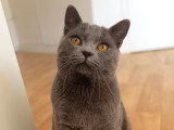 Superbe mâle Chartreux disponible pour saillie