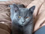 Superbe mâle Chartreux disponible pour saillie