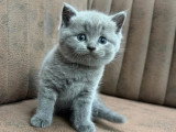 Réservation de 10 chatons British Shorthair bleus non LOOF nés mars 2026