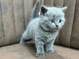 Réservation de 10 chatons British Shorthair bleus non LOOF nés mars 2026