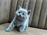 Réservation de 10 chatons British Shorthair bleus non LOOF nés mars 2026