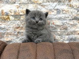 Réservation de 10 chatons British Shorthair bleus non LOOF nés mars 2026