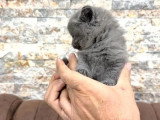 Réservation de 10 chatons British Shorthair bleus non LOOF nés mars 2026