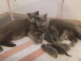 Chatons British Shorthair à vendre