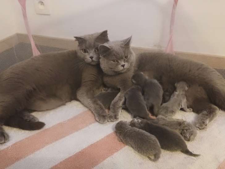 Chatons British Shorthair à vendre