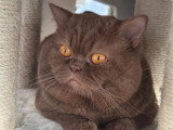 Chat British Shorthair cinnamon LOOF saillie disponible