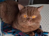 Chat British Shorthair cinnamon LOOF saillie disponible