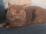 Chat British Shorthair cinnamon LOOF saillie disponible