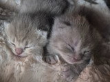 Chatons de type British Shorthair à vendre