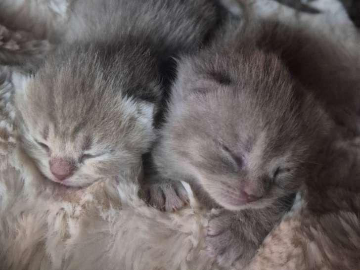 Chatons de type British Shorthair à vendre