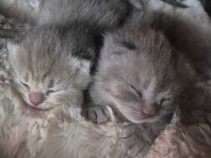 Chatons de type British Shorthair à vendre