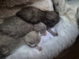 Chatons de type British Shorthair à vendre