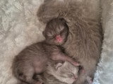 Chatons de type British Shorthair à vendre