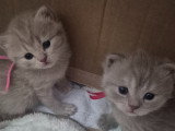 Chatons de type British Shorthair à vendre