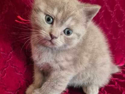 Chatons de type British Shorthair à vendre