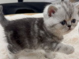 Chatons de type British Shorthair à vendre