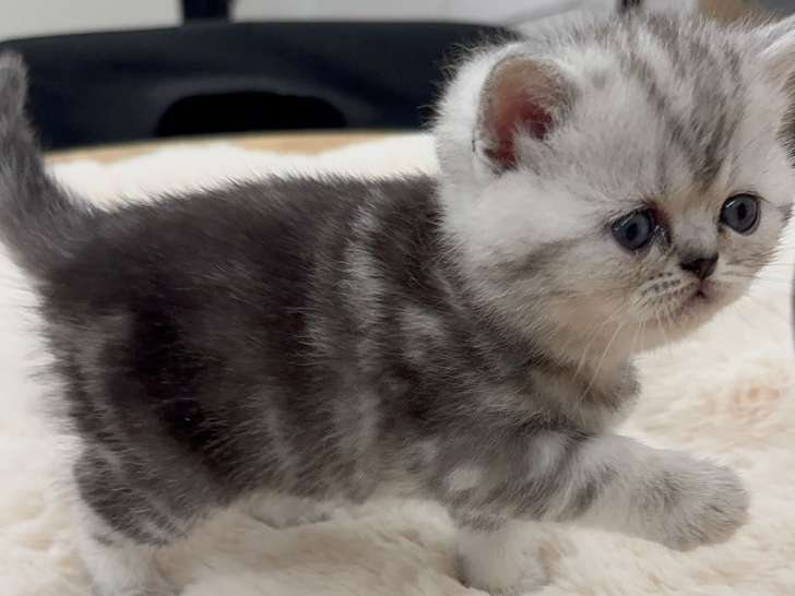 Chatons de type British Shorthair à vendre