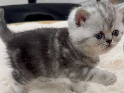 Chatons de type British Shorthair à vendre
