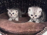 Chatons de type British Shorthair à vendre