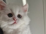 Chatons de type British Shorthair à vendre