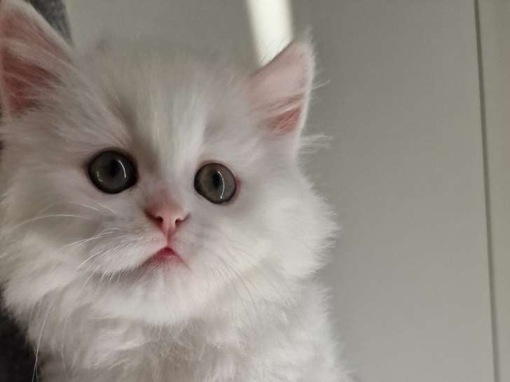 Chatons de type British Shorthair à vendre