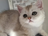 Chatons de type British Shorthair à vendre