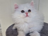Chatons de type British Shorthair à vendre