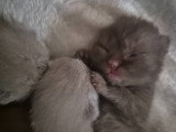 Chatons de type British Shorthair à vendre