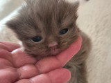 Chatons de type British Shorthair à vendre