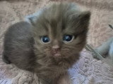 Chatons de type British Shorthair à vendre