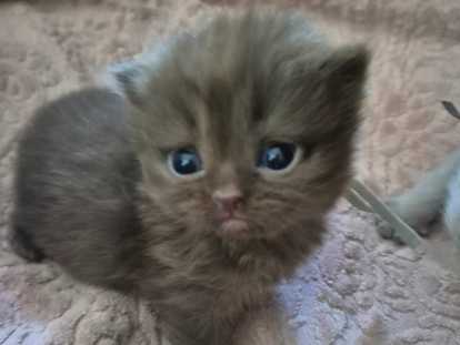 Chatons de type British Shorthair à vendre
