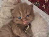 Chatons de type British Shorthair à vendre