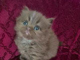 Chatons de type British Shorthair à vendre
