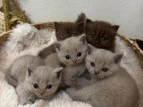 Chatons de type British Shorthair à vendre