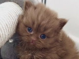 Chatons de type British Shorthair à vendre