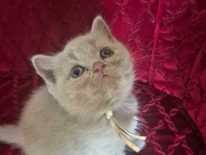 Chatons de type British Shorthair à vendre