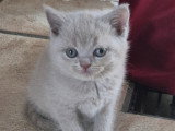 Chatons de type British Shorthair à vendre